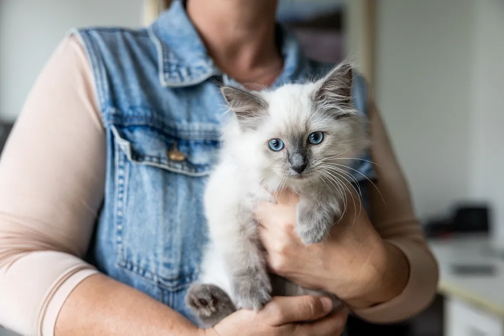 5 Simple Tips on How to Groom Your Cat